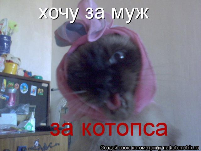 Котоматрица: хочу за муж за котопса