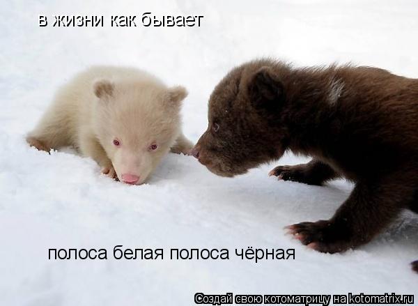 Котоматрица: в жизни как бывает полоса белая полоса чёрная