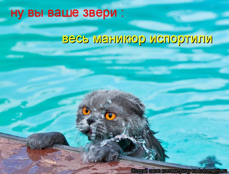 Котоматрица: ну вы ваше звери : весь маникюр испортили