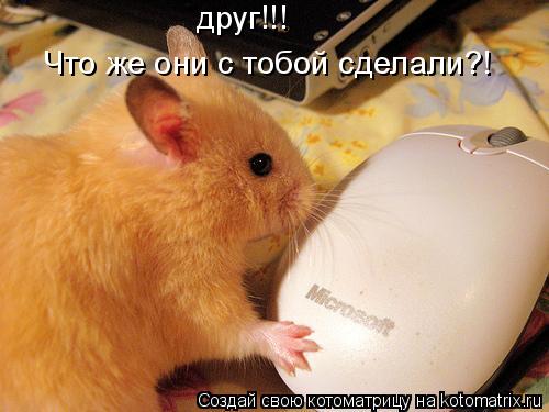 Котоматрица: друг!!! Что же они с тобой сделали?!