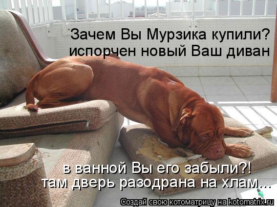 Зачем Вы Мурзика купили? испорчен новый Ваш диван в ванной Вы его забыли?! там дверь разодрана на хла... Котоматрица: Зачем Вы Мурзика купили? испорчен новый Ваш диван в ванной Вы его забыли?! там дверь разодрана на хлам...