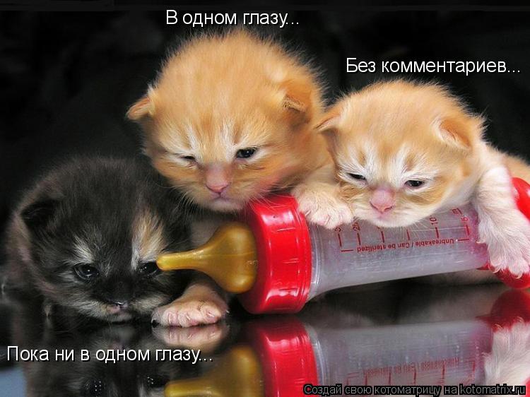 В одном глазу... Без комментариев... Пока ни в одном глазу...... Котоматрица: В одном глазу... Без комментариев... Пока ни в одном глазу...