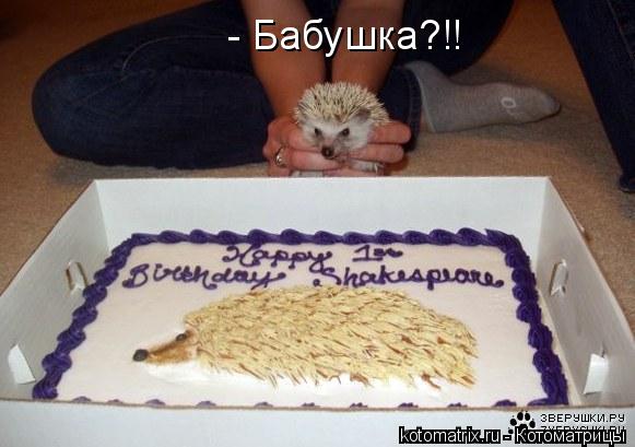 - Бабушка?!!... Котоматрица: - Бабушка?!!
