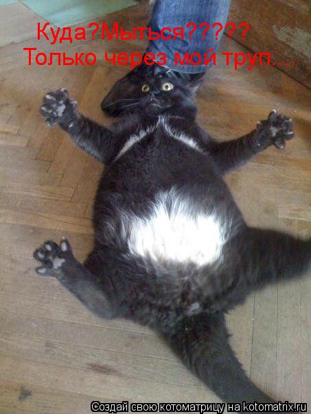 Куда?Мыться????? Только через мой труп....... Котоматрица: Куда?Мыться????? Только через мой труп....