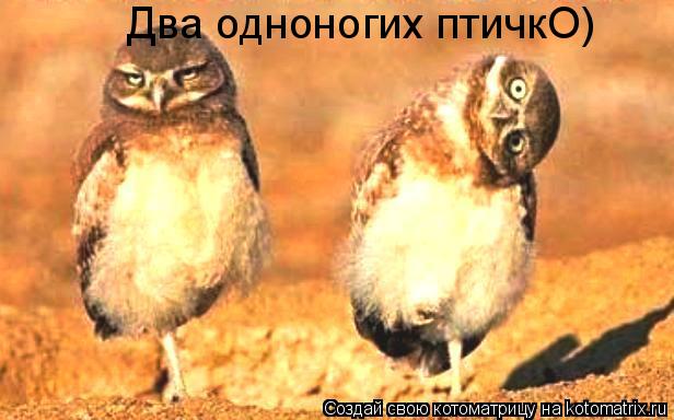 Два одноногих птичкО)... Котоматрица: Два одноногих птичкО)