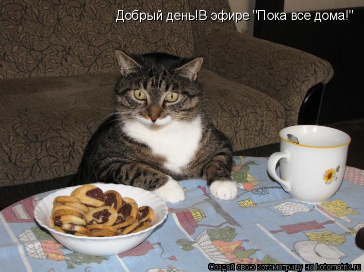 Котоматрица: Добрый день!В эфире "Пока все дома!"
