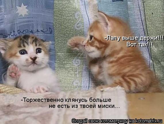 -Торжественно клянусь больше не есть из твоей миски... -Лапу выше держи!!! Вот так!!!... Котоматрица: -Торжественно клянусь больше не есть из твоей миски... -Лапу выше держи!!! Вот так!!!