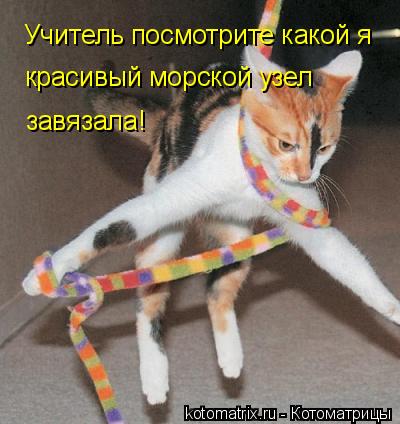 Котоматрица: Учитель посмотрите какой я  красивый морской узел завязала!