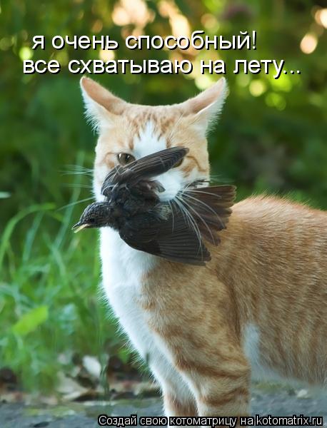 я очень способный! все схватываю на лету...... Котоматрица: я очень способный! все схватываю на лету...
