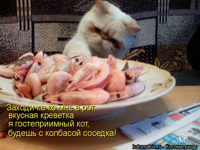 вкусная креветка я гостеприимный кот, будешь с колбасой соседка! Заходи-ка ко мне в рот,... Котоматрица: вкусная креветка я гостеприимный кот, будешь с колбасой соседка! Заходи-ка ко мне в рот,