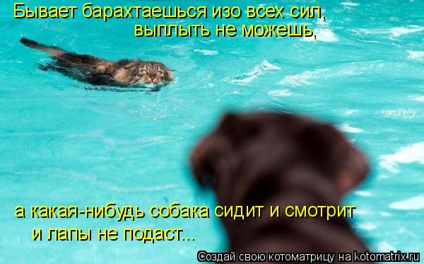 Бывает барахтаешься изо всех сил, выплыть не можешь, а какая-нибудь собака сидит и смотрит и лапы не ... Котоматрица: Бывает барахтаешься изо всех сил, выплыть не можешь, а какая-нибудь собака сидит и смотрит и лапы не подаст...