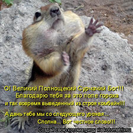 Котоматрица: О! Великий Полнощекий Сурчачий Бог!!! Благодарю тебя за это поле гороха и так вовремя выведенный из строя комбайн!!! А дань тебе мы со следующ