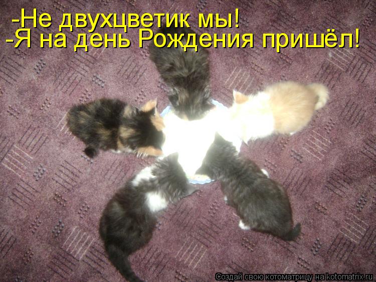 Котоматрица: -Не двухцветик мы! -Я на день Рождения пришёл!