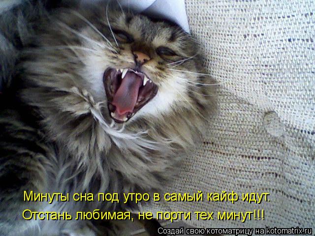 Минуты сна под утро в самый кайф идут… Отстань любимая, не порти тех минут!!!... Котоматрица: Минуты сна под утро в самый кайф идут… Отстань любимая, не порти тех минут!!!