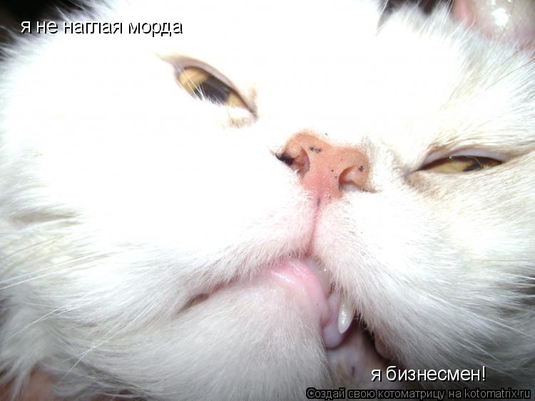 Котоматрица: я не наглая морда я бизнесмен!