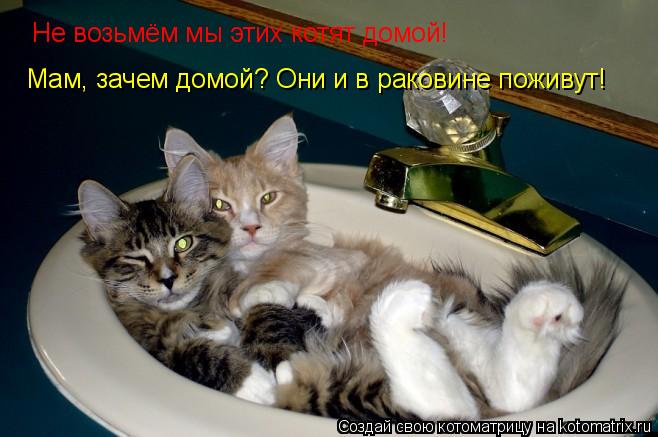 Не возьмём мы этих котят домой! Мам, зачем домой? Они и в раковине поживут!... Котоматрица: Не возьмём мы этих котят домой! Мам, зачем домой? Они и в раковине поживут!
