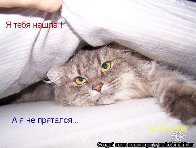 Я тебя нашла!! А я не прятался...... Котоматрица: Я тебя нашла!! А я не прятался...