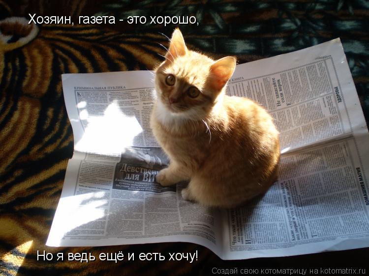 Хозяин, газета - это хорошо, Но я ведь ещё и есть хочу!... Котоматрица: Хозяин, газета - это хорошо, Но я ведь ещё и есть хочу!