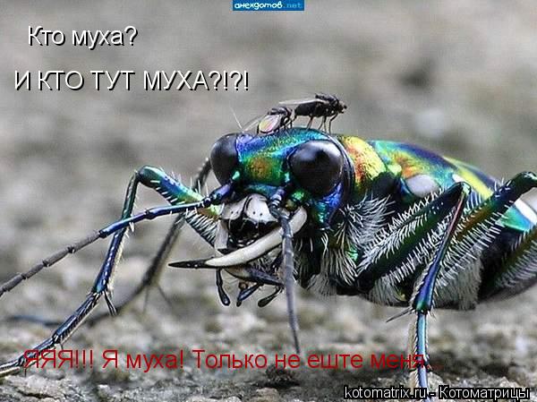 Кто муха? И КТО ТУТ МУХА?!?! ЯЯЯ!!! Я муха! Только не еште меня...... Котоматрица: Кто муха? И КТО ТУТ МУХА?!?! ЯЯЯ!!! Я муха! Только не еште меня...