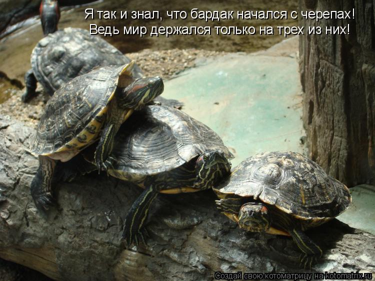 Я так и знал, что бардак начался с черепах! Ведь мир держался только на трех из них!... Котоматрица: Я так и знал, что бардак начался с черепах! Ведь мир держался только на трех из них!