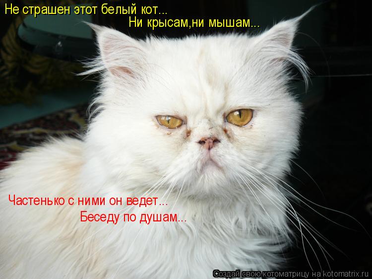 Не страшен этот белый кот... Ни крысам,ни мышам... Частенько с ними он ведет... Беседу по душам...... Котоматрица: Не страшен этот белый кот... Ни крысам,ни мышам... Частенько с ними он ведет... Беседу по душам...
