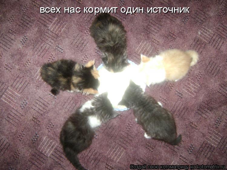всех нас кормит один источник... Котоматрица: всех нас кормит один источник