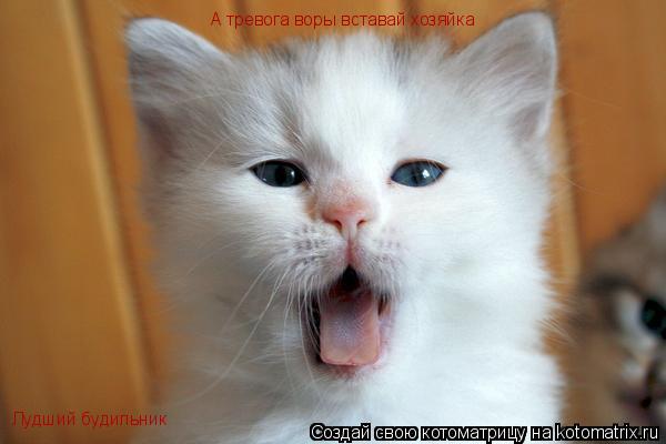 А тревога воры вставай хозяйка Лудший будильник... Котоматрица: А тревога воры вставай хозяйка Лудший будильник