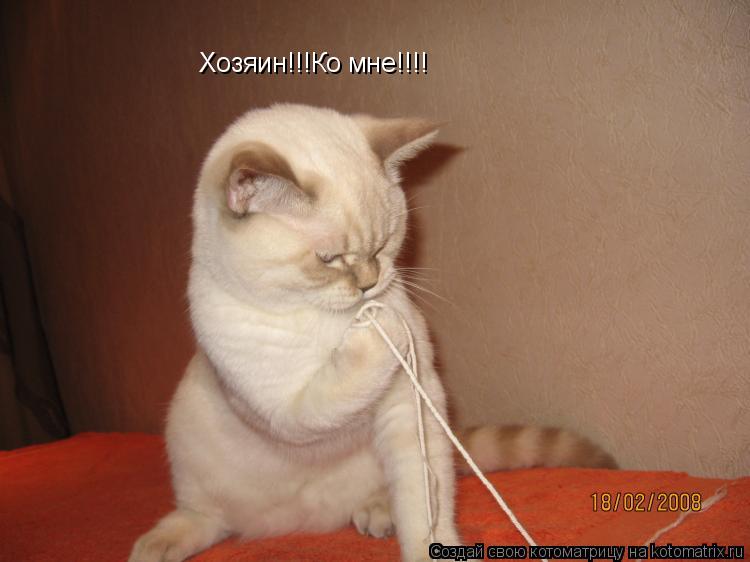 Хозяин!!!Ко мне!!!!... Котоматрица: Хозяин!!!Ко мне!!!!
