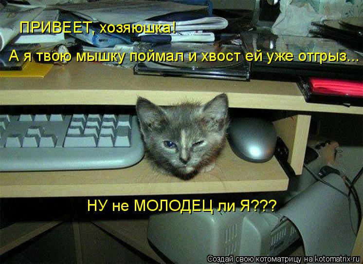 ПРИВЕЕТ, хозяюшка! А я твою мышку поймал и хвост ей уже отгрыз... НУ не МОЛОДЕЦ ли Я???... Котоматрица: ПРИВЕЕТ, хозяюшка! А я твою мышку поймал и хвост ей уже отгрыз... НУ не МОЛОДЕЦ ли Я???