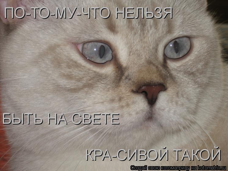 ПО-ТО-МУ-ЧТО НЕЛЬЗЯ БЫТЬ НА СВЕТЕ КРА-СИВОЙ ТАКОЙ... Котоматрица: ПО-ТО-МУ-ЧТО НЕЛЬЗЯ БЫТЬ НА СВЕТЕ КРА-СИВОЙ ТАКОЙ