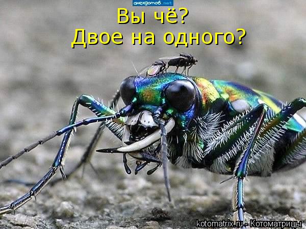 Вы чё? Двое на одного?... Котоматрица: Вы чё? Двое на одного?