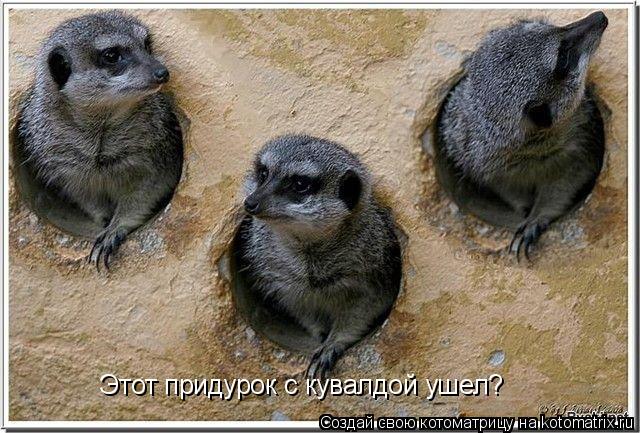 Котоматрица: Этот придурок с кувалдой ушел?