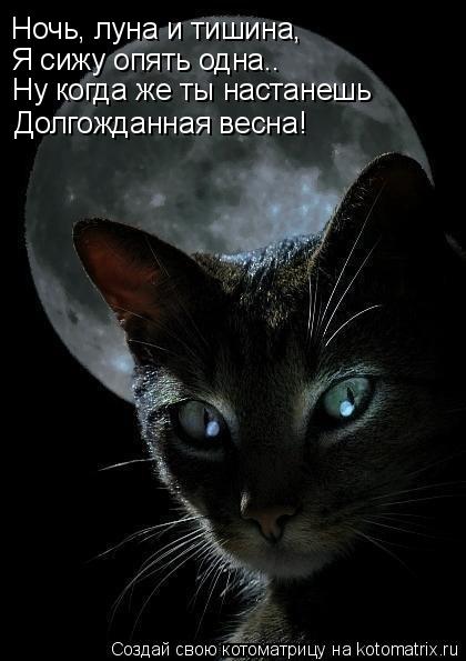 Котоматрица: Ночь, луна и тишина, Я сижу опять одна.. Ну когда же ты настанешь Долгожданная весна!