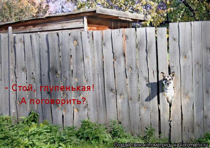 А поговорить? - Стой, глупенькая!... Котоматрица: А поговорить? - Стой, глупенькая!