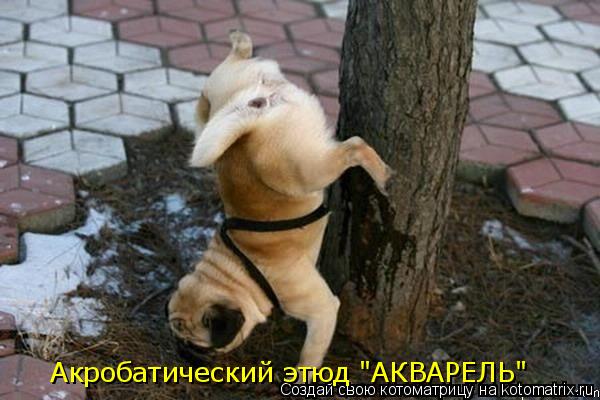 Акробатический этюд "АКВАРЕЛЬ"... Котоматрица: Акробатический этюд "АКВАРЕЛЬ"