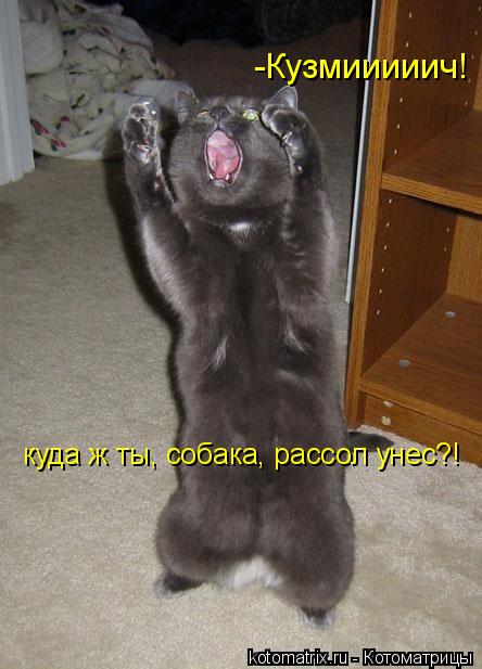 Котоматрица: -Кузмииииич! куда ж ты, собака, рассол унес?!