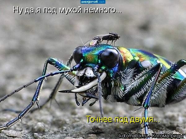 Ну да,я под мухой немного... Точнее под двумя...... Котоматрица: Ну да,я под мухой немного... Точнее под двумя...