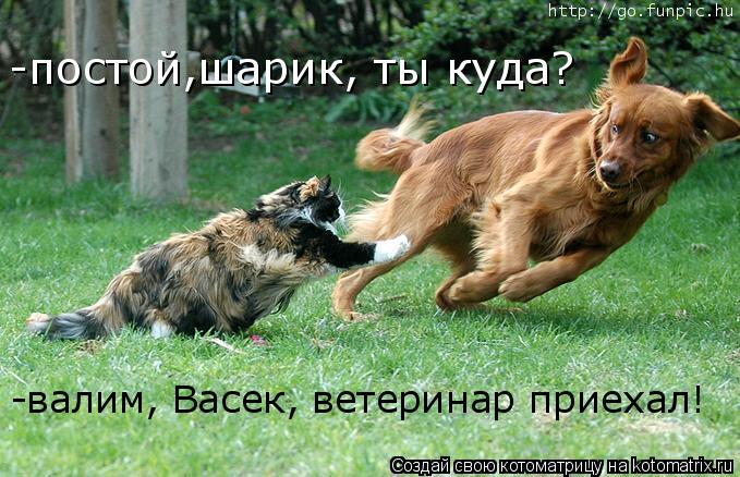 -постой,шарик, ты куда? -валим, Васек, ветеринар приехал!... Котоматрица: -постой,шарик, ты куда? -валим, Васек, ветеринар приехал!