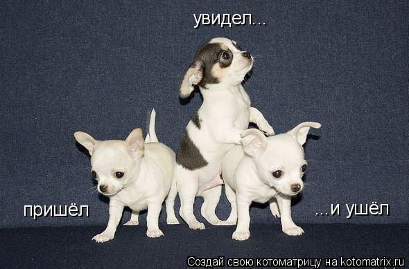 пришёл увидел... ...и ушёл... Котоматрица: пришёл увидел... ...и ушёл