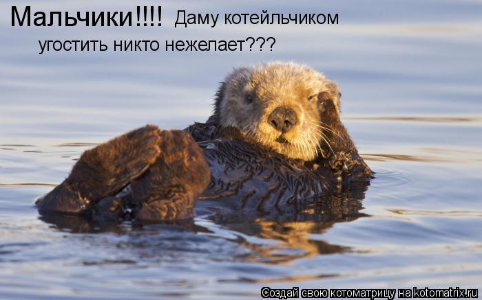 Мальчики!!!! Даму котейльчиком угостить никто нежелает???... Котоматрица: Мальчики!!!! Даму котейльчиком угостить никто нежелает???