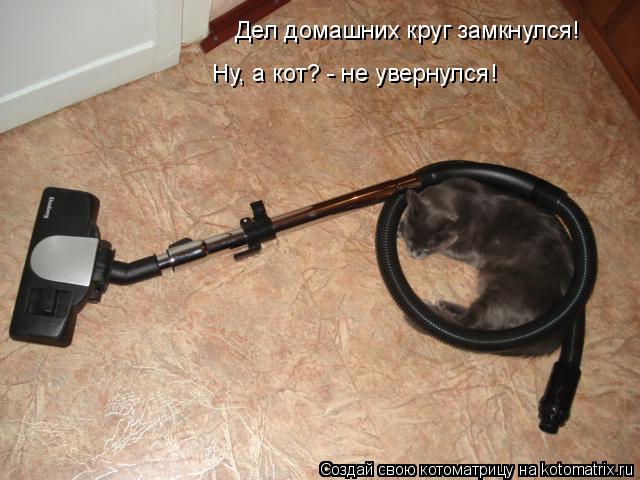Дел домашних круг замкнулся! Ну, а кот? - не увернулся!... Котоматрица: Дел домашних круг замкнулся! Ну, а кот? - не увернулся!
