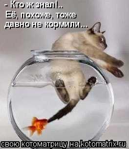 давно не кормили... - Кто ж знал!.. Её, похоже, тоже... Котоматрица: давно не кормили... - Кто ж знал!.. Её, похоже, тоже