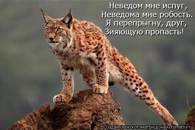 Неведом мне испуг, Неведома мне робость. Я перепрыгну, друг, Зияющую пропасть!... Котоматрица: Неведом мне испуг, Неведома мне робость. Я перепрыгну, друг, Зияющую пропасть!