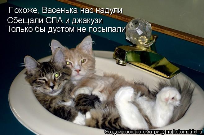 Похоже, Васенька нас надули Обещали СПА и джакузи Только бы дустом не посыпали... Котоматрица: Похоже, Васенька нас надули Обещали СПА и джакузи Только бы дустом не посыпали