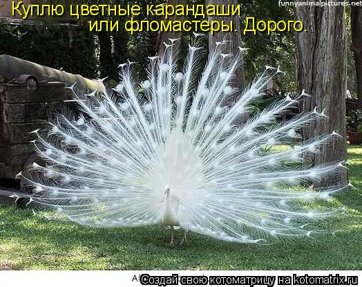 Куплю цветные карандаши или фломастеры. Дорого.... Котоматрица: Куплю цветные карандаши или фломастеры. Дорого.