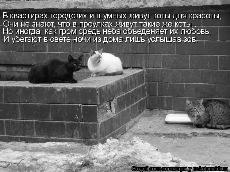 В квартирах городских и шумных живут коты для красоты, Они не знают, что в проулках живут такие же ко... Котоматрица: В квартирах городских и шумных живут коты для красоты, Они не знают, что в проулках живут такие же коты.. Но иногда, как гром средь неба объед