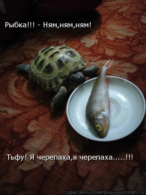 Рыбка!!! - Ням,ням,ням! Тьфу! Я черепаха,я черепаха.....!!!... Котоматрица: Рыбка!!! - Ням,ням,ням! Тьфу! Я черепаха,я черепаха.....!!!