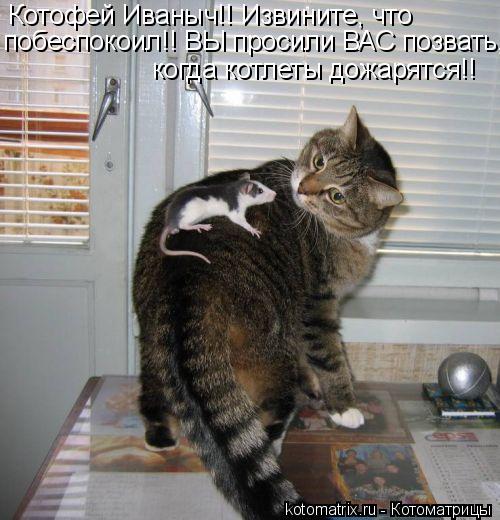Котофей Иваныч!! Извините, что побеспокоил!! ВЫ просили ВАС позвать, когда котлеты дожарятся!!... Котоматрица: Котофей Иваныч!! Извините, что побеспокоил!! ВЫ просили ВАС позвать, когда котлеты дожарятся!!