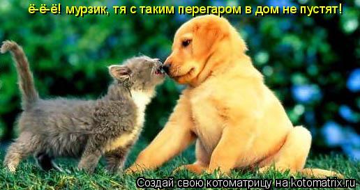 ё-ё-ё! мурзик, тя с таким перегаром в дом не пустят!... Котоматрица: ё-ё-ё! мурзик, тя с таким перегаром в дом не пустят!