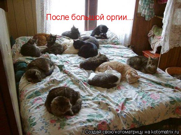 После большой оргии...... Котоматрица: После большой оргии...